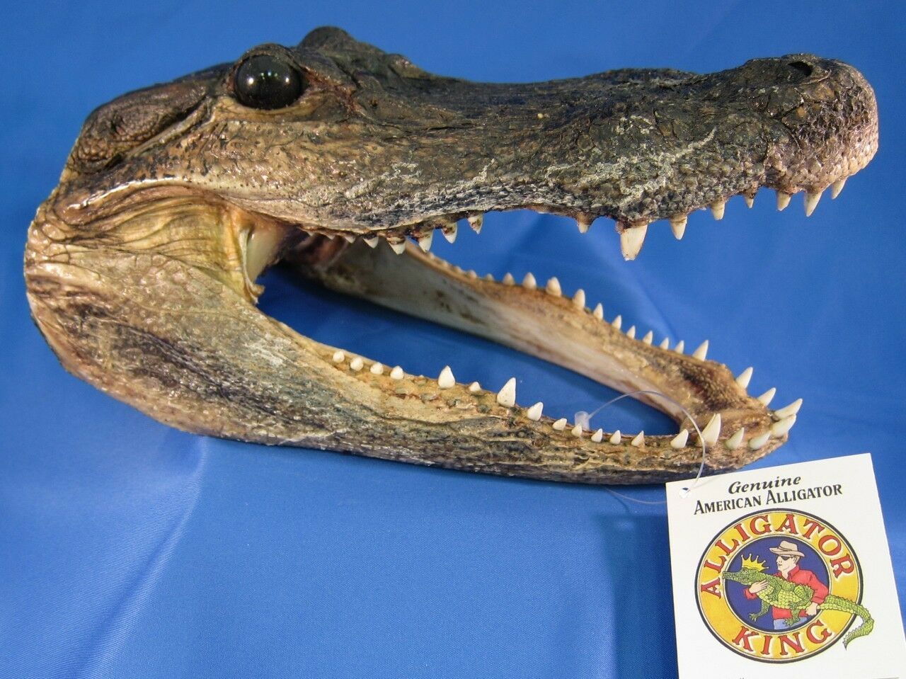 Alligator Head 5 - 6 Inches Genuine Real Gator American Taxidermy Reptile Croc