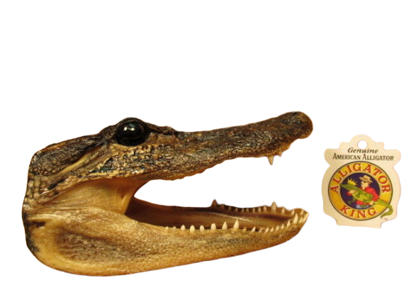 Alligator Gator Head 6 - 7" Genuine Real  American Taxidermy Reptile Crocodile